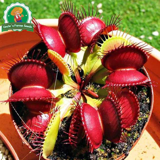50เมล็ด/แพ็ค ไม้กินแมลง กาบหอยแครงปากแดง (Venus Flytrap) Potted Insectivorous Dionaea Muscipula Giant Clip Flytrap Plant