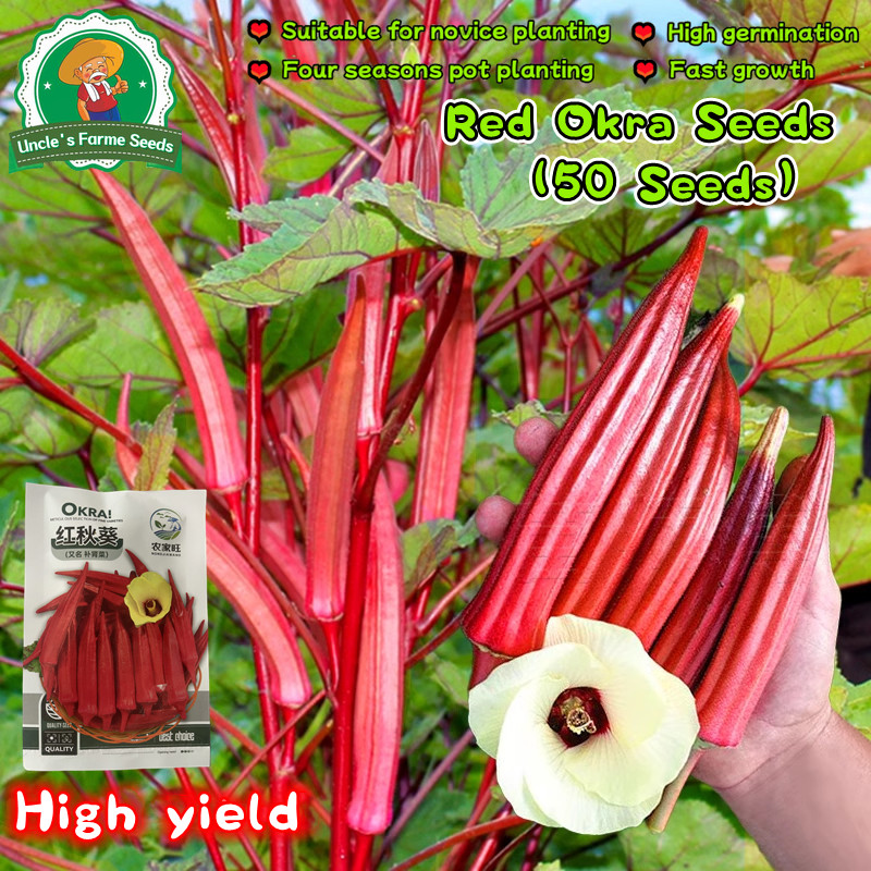 เมล็ดพันธุ์ กระเจี๊ยบมอญ สีแดง 50 เมล็ด Red Okra Seeds Lady Finger Okra Vegetables Seeds Okra Plant 