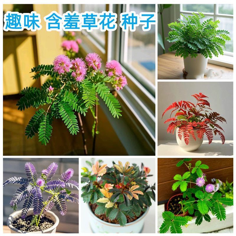 ร้อนขายทันที Mimosa เมล็ด Mimosa เมล็ด Mimosa กระถางต้นไม้ชุดระเบียงพืชสีเขียวเมล็ดดอกไม้ Four Seaso