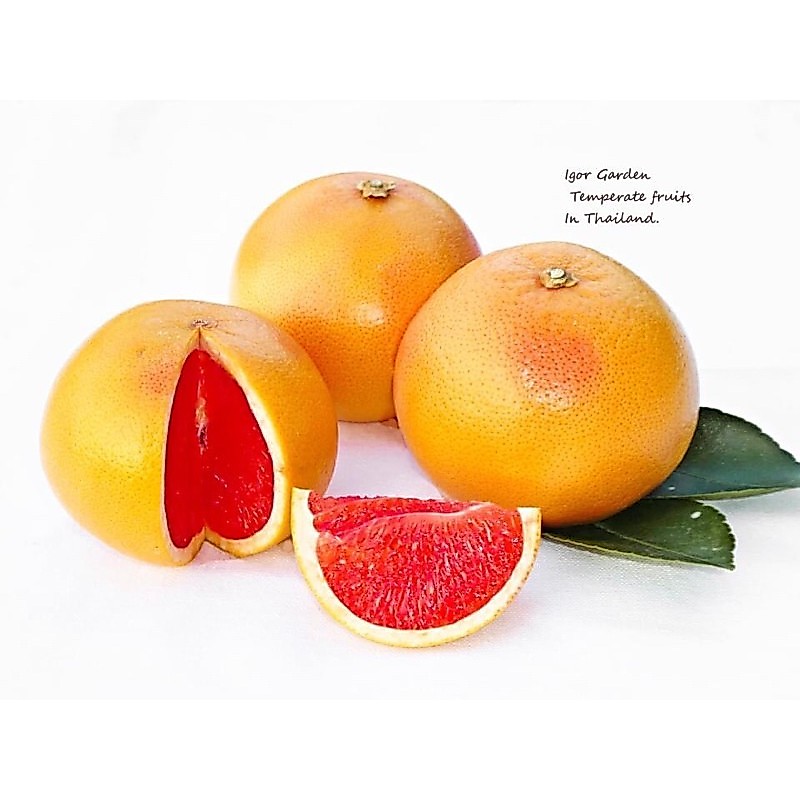 เกรฟฟรุต พันธุ์ สตาร์รูบี้🍊🌿กล้าละ 280.- ( กิ่งตอน/ สูงประมาณ 40-60ซม. )