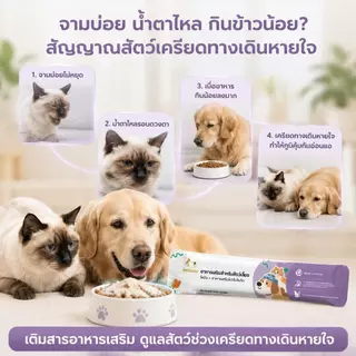 Ketzuzu 12/24 แพ็ค วิตามินแมว อาหารเสริมแมว ไลซีนโปรไบโอติกผง ช่วยเสริมภูมิและกินง่าย 14g