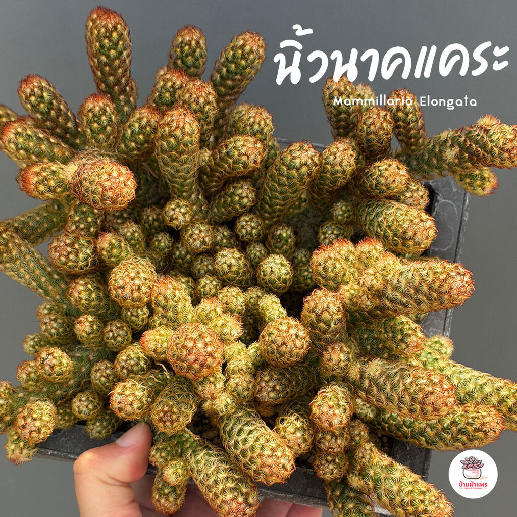 นิ้วนาคแคระ Mammillaria Elongata แคคตัส กระบองเพชร cactus&succulent
