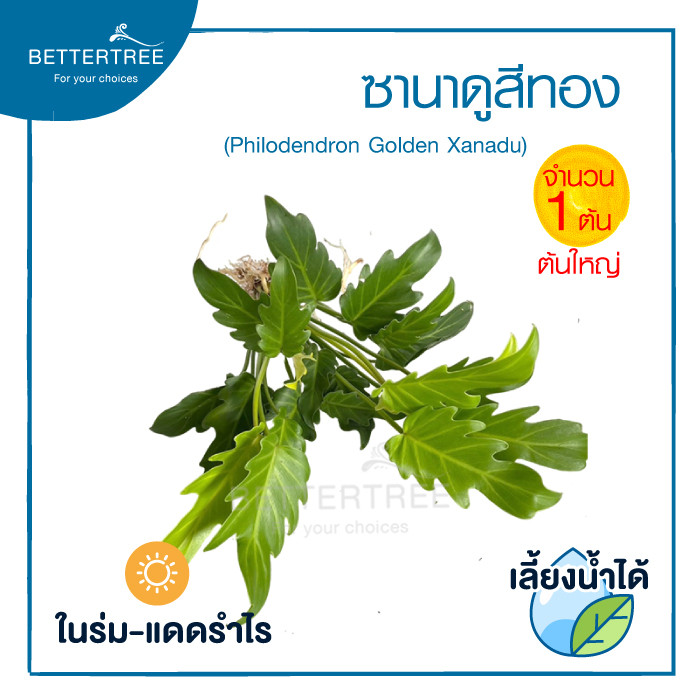 ซานาดู(สีทอง) (จำนวน 1 ต้น) เลี้ยงน้ำได้ ไม้มงคล ไม้ฟอกอากาศ รูปที่ 2