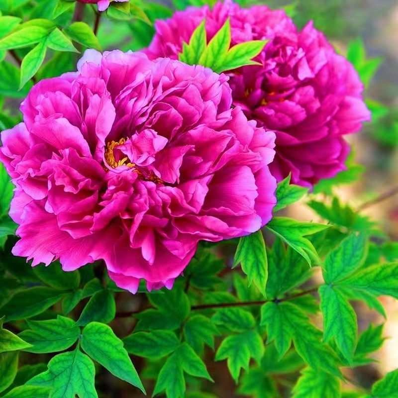 Double Petal Peony Seed Peony Flower Seed Flower Seed Outdoor Potted Flower Plant ระเบียง Courtyard 