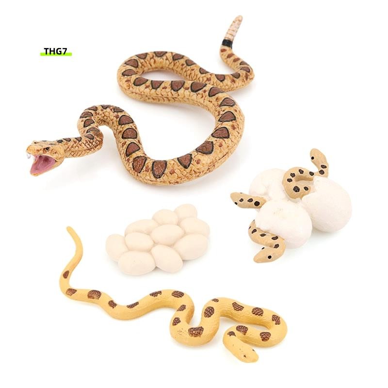 Belinda7Realistic Animal Life Growth Cycle Biological Model Toys Snake Growth Cycle Biological Model