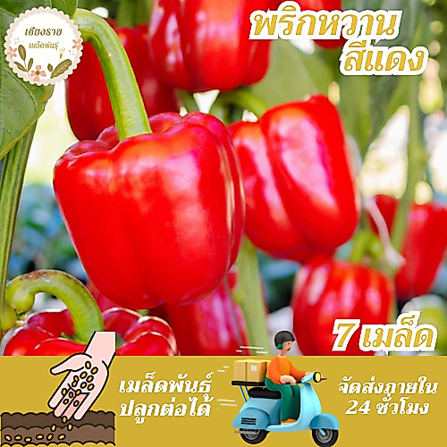 เมล็ดพันธุ์ พริกหวาน สีแดง 7 เมล็ด Red Sweet Pepper Seed เมล็ดพันธุ์แท้ นำเข้าจากต่างประเทศ ปลูกผัก สวนครัว