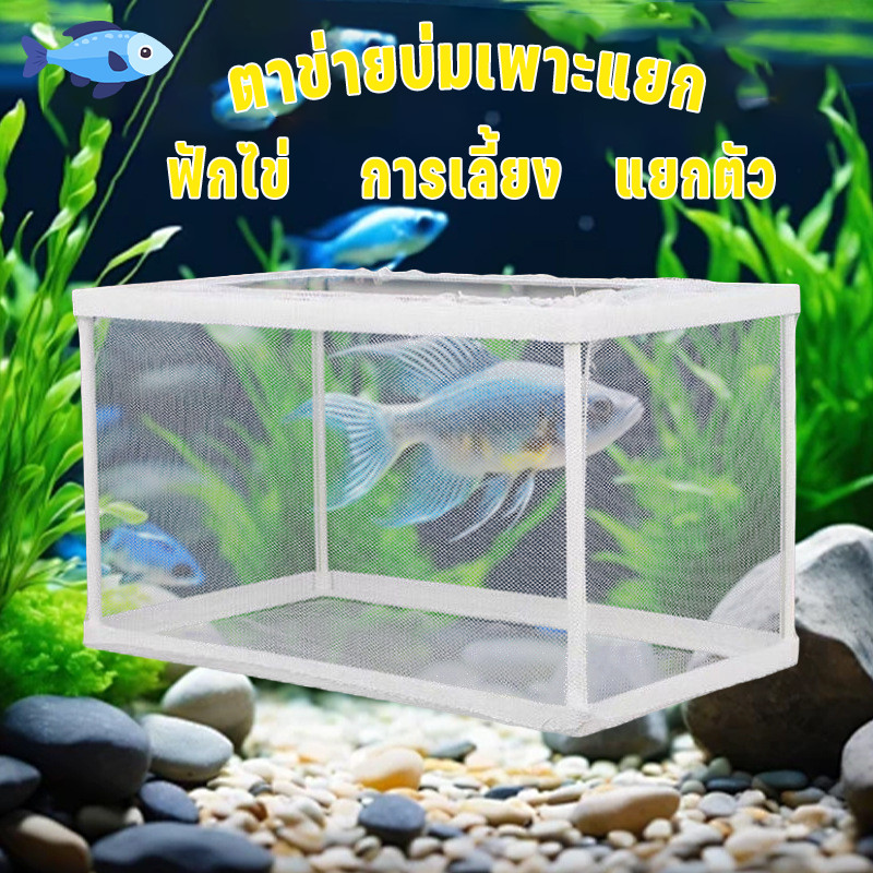 กล่องตะข่ายแยกปลาลูกปลาขนาน เพาะพันธุ์ปลา กล่องฟักไข่ ตู้ฟักไข่ปลา แบบตาข่าย กล่องแยกปลา