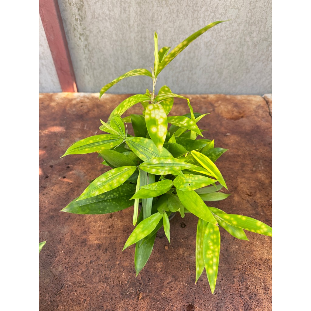 มุมมอง 3