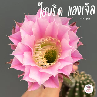 อิชินอปซิส ไฮบริด แองเจิล Echinopsis แคคตัส กระบองเพชร cactus&succulent