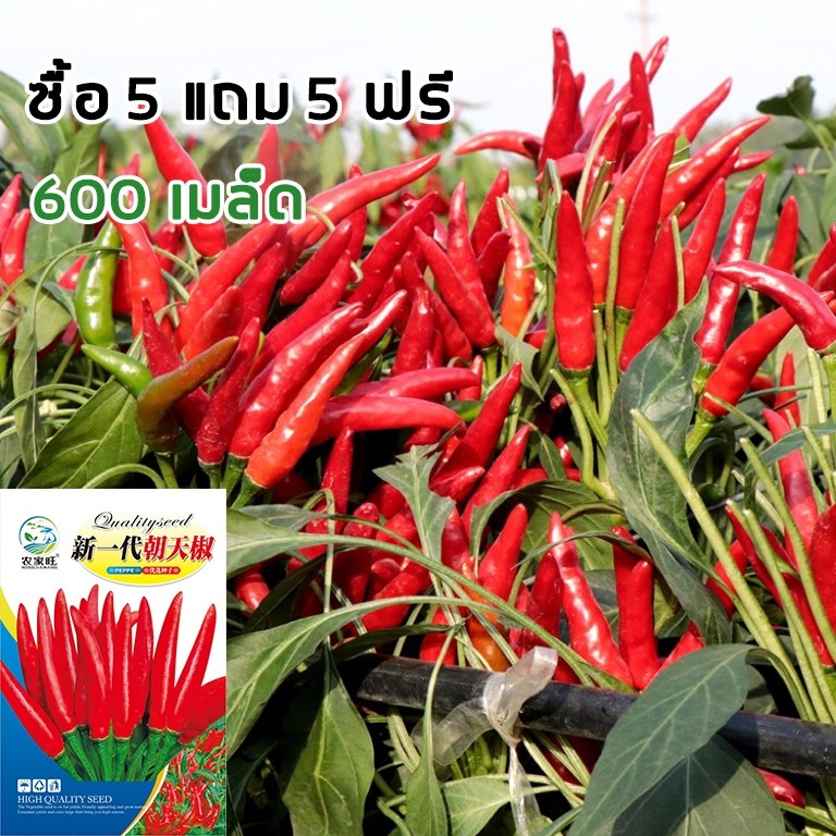 [​ซื้อ 5 แถม 5 ฟรี]เมล็ด​พันธุ์​ พริกขี้หนู​ สีแดง​ 600เมล็ด เมล็ด งอกง่าย เผ็ดถึงใจ เม็ดผัก ผักสวนครัว พืชผัก ปลูกผัก
