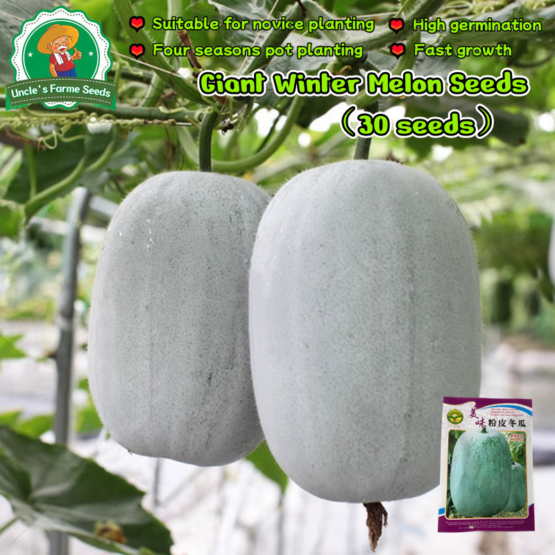 30 เมล็ด เมล็ดพันธุ์ฟักหอมหรือฟักป้อม (กลิ่นหอมเหมือนใบเตย) Pink Skin Giant Winter Melon Seeds for Planting Vegetables