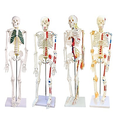 โมเดลหุ่นอนาโตมี่ โครงกระดูกมนุษย์ Human Body Skeleton Anatomical Model Medical Teaching Anatomy Model 85 170cm