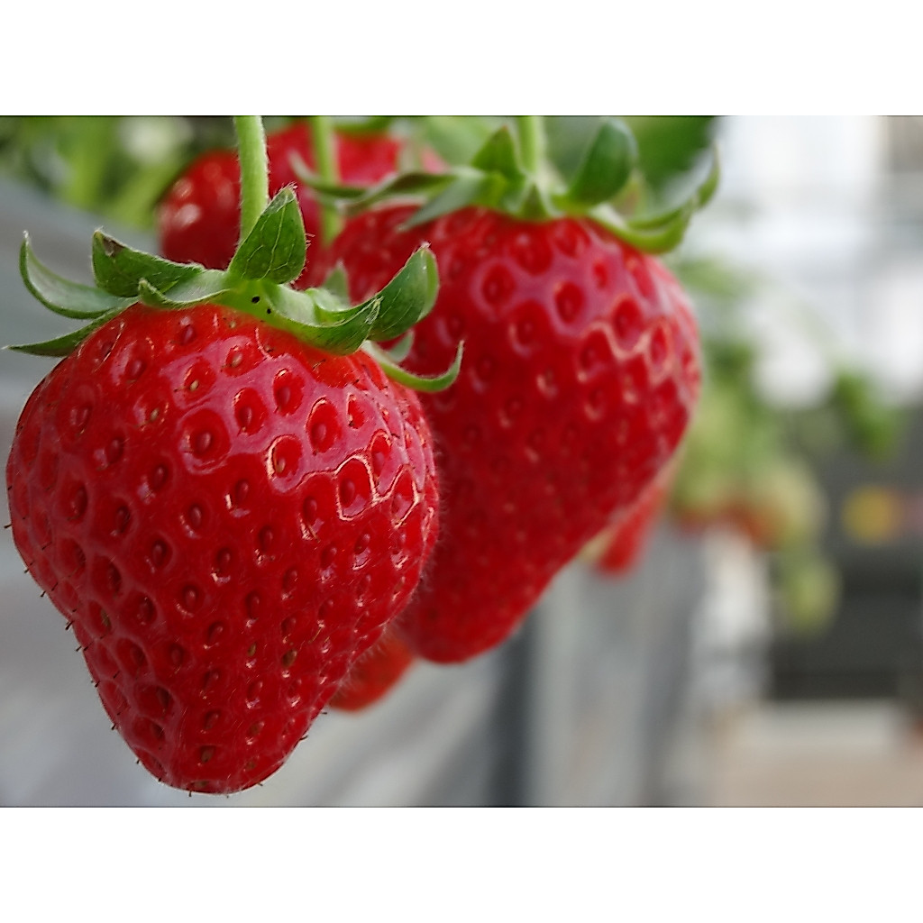 ต้นพันธุ์  สตรอว์เบอร์รี  ไหล สตรอเบอรี  ต้นกล้าละ 29  บาท ส่งแบบถุงดำ  พร้อมปลูก  (Strawberry)