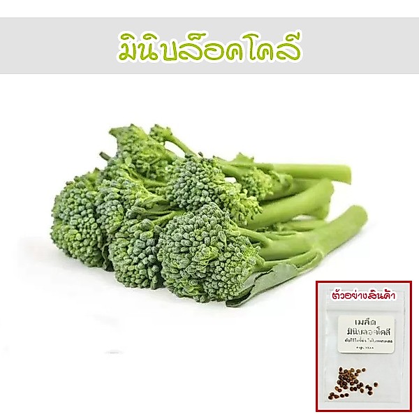 เมล็ดพันธุ์มินิบลอกโคลี 4-10 เมล็ด ปลูกง่าย อัตรางอกดี (ซื้อ 10 แถม 1 คละได้)