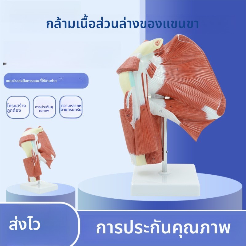 ไหล่ร่วมกล้ามเนื้อกายวิภาคศาสตร์รุ่นด้านบนแขนขาลึกการเคลื่อนไหวการฟื้นฟูสมรรถภาพการสอนจอแสดงผลไหล่และคอกล