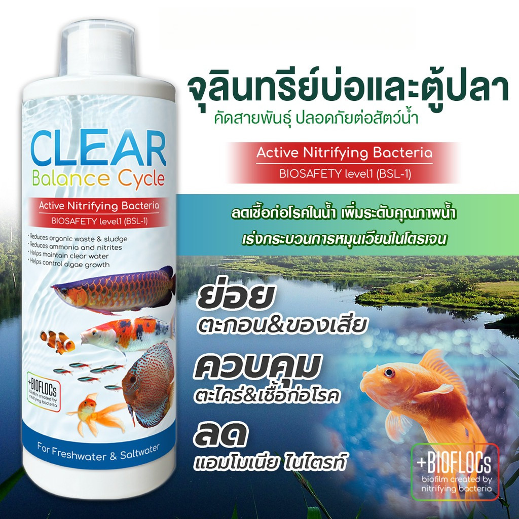 จุลินทรีย์ แบคทีเรีย ปรับสภาพน้ำใส บ่อปลา ตู้ปลา ย่อยของเสีย ลดกลิ่น คัดสายพันธุ์เฉพาะคุณภาพน้ำและสัตว์น้ำ