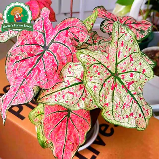 เมล็ดพันธุ์ บอนสี "ราชินีใบไม้" บอนสีราชินี 100เมล็ด Mixed Colour Caladium Seeds Flower Seeds Flower Plants ต้นไม้มงคล