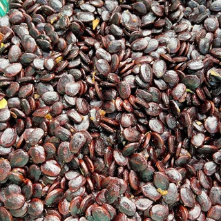 เม็ดมะขาม แบ่งขาย 900g. พร้อมลงปลูก เมล็ดมะขามเปรี้ยว สำหรับเพาะแนวรั่ว หรือคั่วกาแฟ คั่วกินได้