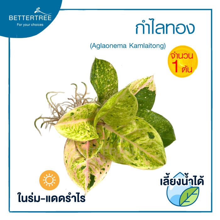 กำไลทอง (จำนวน 1 ต้น) เลี้ยงน้ำได้ ไม้มงคล ไม้ฟอกอากาศ ราคา ถูกที่สุด ดีลบีเคเค แกลเลอรีภาพที่ 3