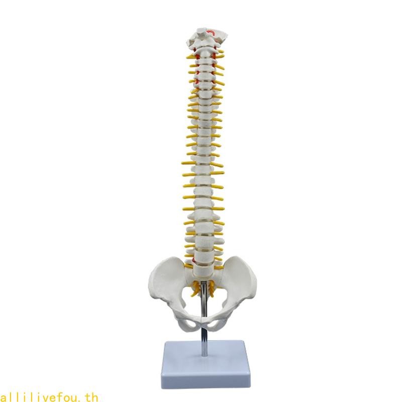 LIVE Spine Model สําหรับการศึกษากายวิภาคศาสตร์การบรรยายทางการแพทย์แสดงกระดูกสันหลังเส้นประสาทชาย Pel