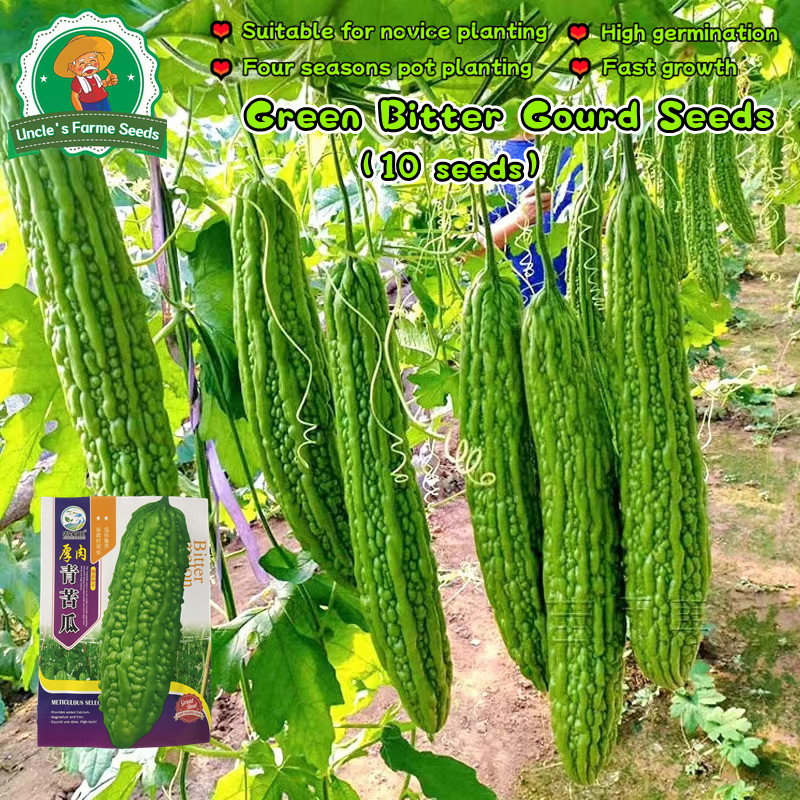 10 เมล็ด เมล็ดมะระจีน เซี่ยงไฮ้ Green Bitter Gourd Seeds Ampalaya Seeds F1 Balsam Pear Seeds เมล็ดพันธุ์มะระจีน พันธุ์ผั