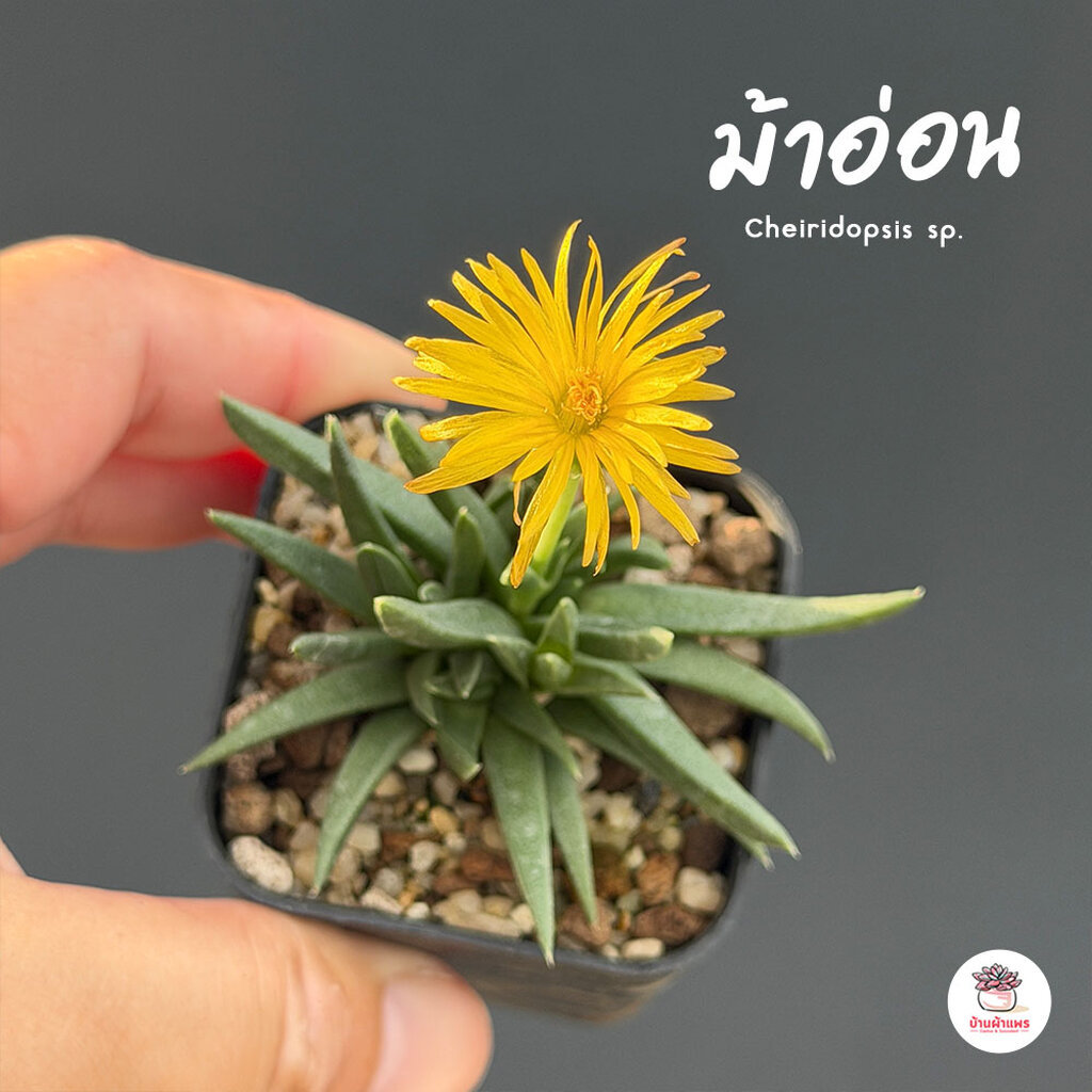ม้าอ่อน Cheiridopsis sp. ไม้อวบน้ำ กุหลาบหิน แคคตัส กระบองเพชร cactus&succulent