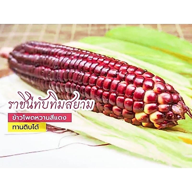 เมล็ดข้าวโพดทานดิบ  ราชินีทับทิมสยาม ข้าวโพดหวานปลูกง่าย 10 เมล็ด