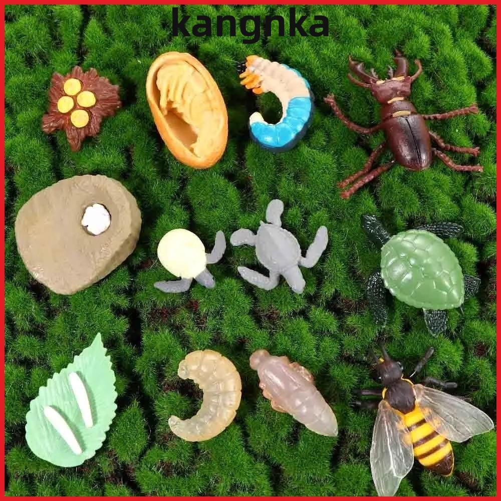 KANGNKA 4 ชิ้น/เซ็ต Life Cycle Figurines Animal Growth Cycle Simulation Insect Life Cycle Toys Monte