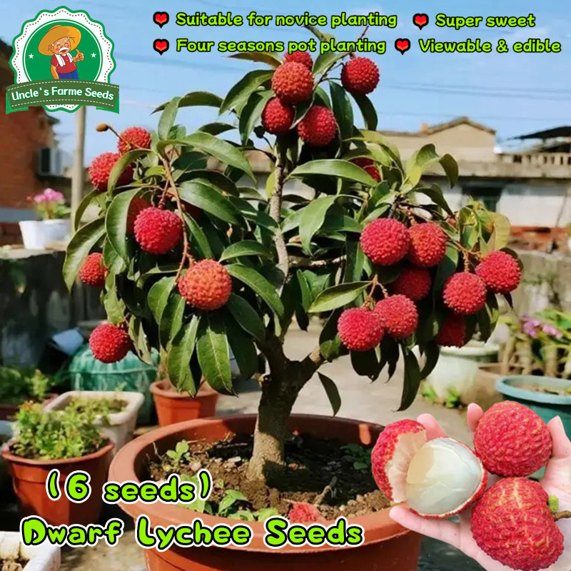 6 เมล็ด ต้นพันธุ์ลิ้นจี่แดงจักพรรดิ์ ลิ้นจี่ Dwarf Lychee Seeds for Planting Bonsai Lichee Tree Seed