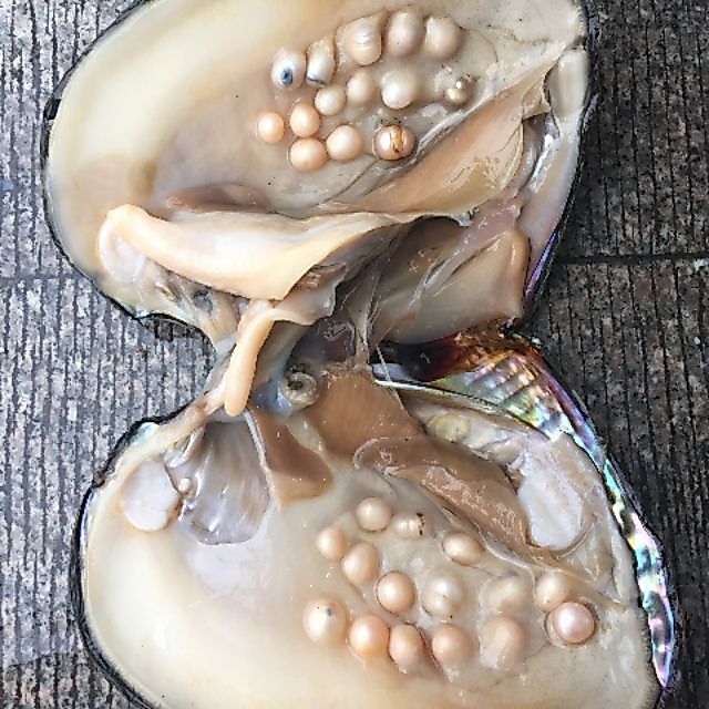 น้ําจืดห่อ Akoya Oysters pearl Shell ภายในมุกลึกลับ 活体珠 ไข่มุกน้ําจืด Oyster Shell Mussel mutiara