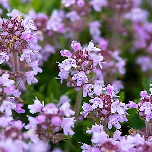 ไทม์เลื้อย thymus serpyllum creeping thyme สีม่วง 100 เมล็ด