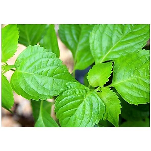 ยี่หร่า กะเพาควาย ใบสาระพา เมล็ดพันธุ์ โหระพาช้าง  บรรจุ 40-100 เมล็ด [ซื้อ 10 แถม 1 คละได้]