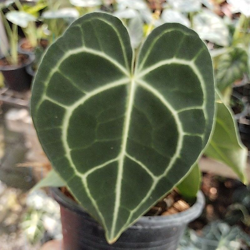 หน้าวัวใบหัวใจ  Anthurium Clarinervium
