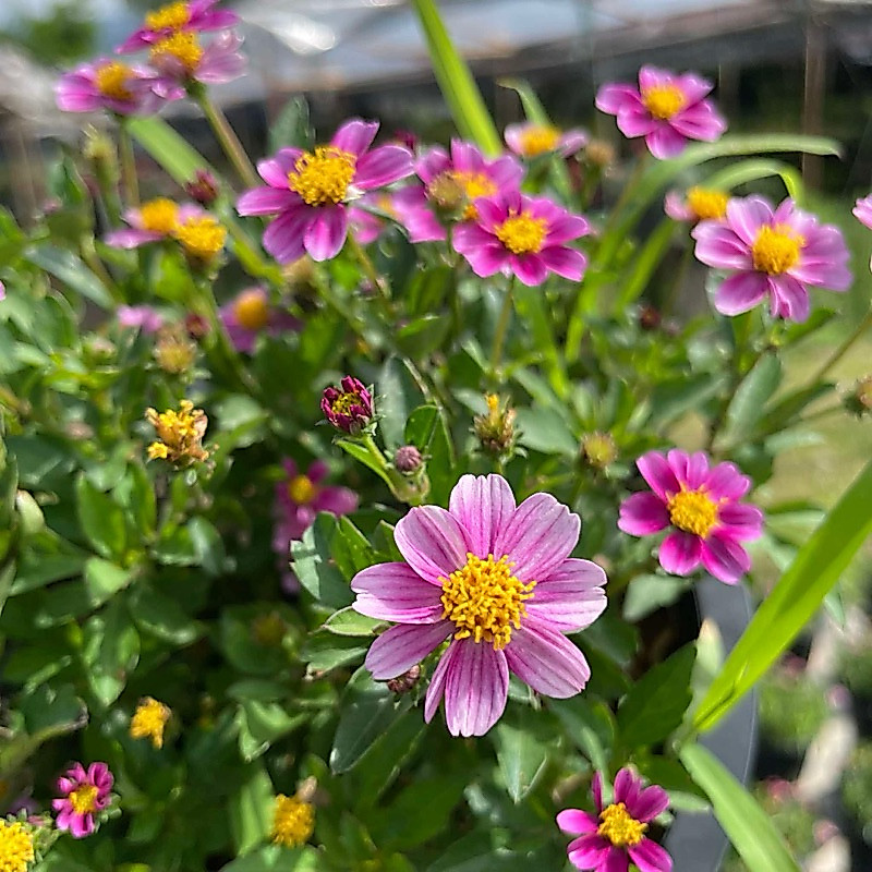 NEW * ไบเด้น Bidens ferulifolia🌸(ส่งติดดอก) สีชมพู เลี้ยงง่าย ไม้แดดกระถาง8นิ้ว  ดอกไม้ทานได้