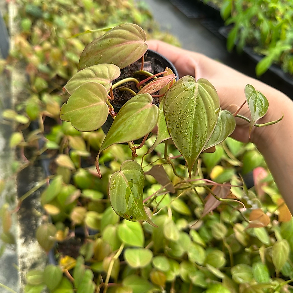 พลูสนิม เลี้ยงน้ำได้ ไม้เลื้อย ใบสีน้ำตาลและเขียวขี้ม้า Philodendron Hederaceum Micans