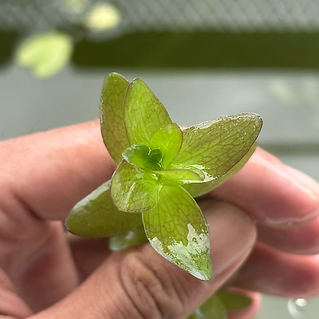ลานไพลิน Bacopa caroliniana ใบน้ำ 100% กิ่งละ 10 ฿ ไม่ต้องใช้ คาร์บอน ตู้Lowtech เลี้ยงได้