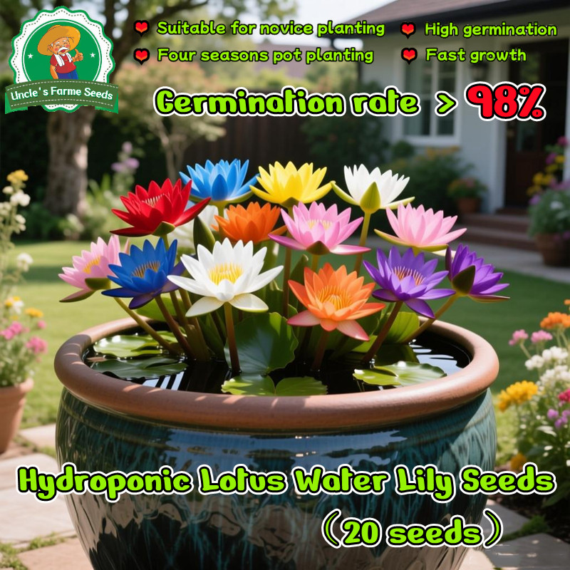 เมล็ดพันธุ์ ดอกบัวน้ำ บรรจ 20 เมล็ด ต้นบัว เมล็ดบัวจิ๋ว Lotus Water Lily Seeds Hydroponic Plants Flower Seeds