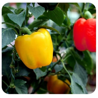 [ซื้อ 5 แถม 5 ฟรี]100 เมล็ด เมล็ดพริกหวาน คละสี (รสชาติหวาน ข้างในกลวงโป่ง )เมล็ดผัก เม็ดผัก ผักสวนครัว พืชผัก