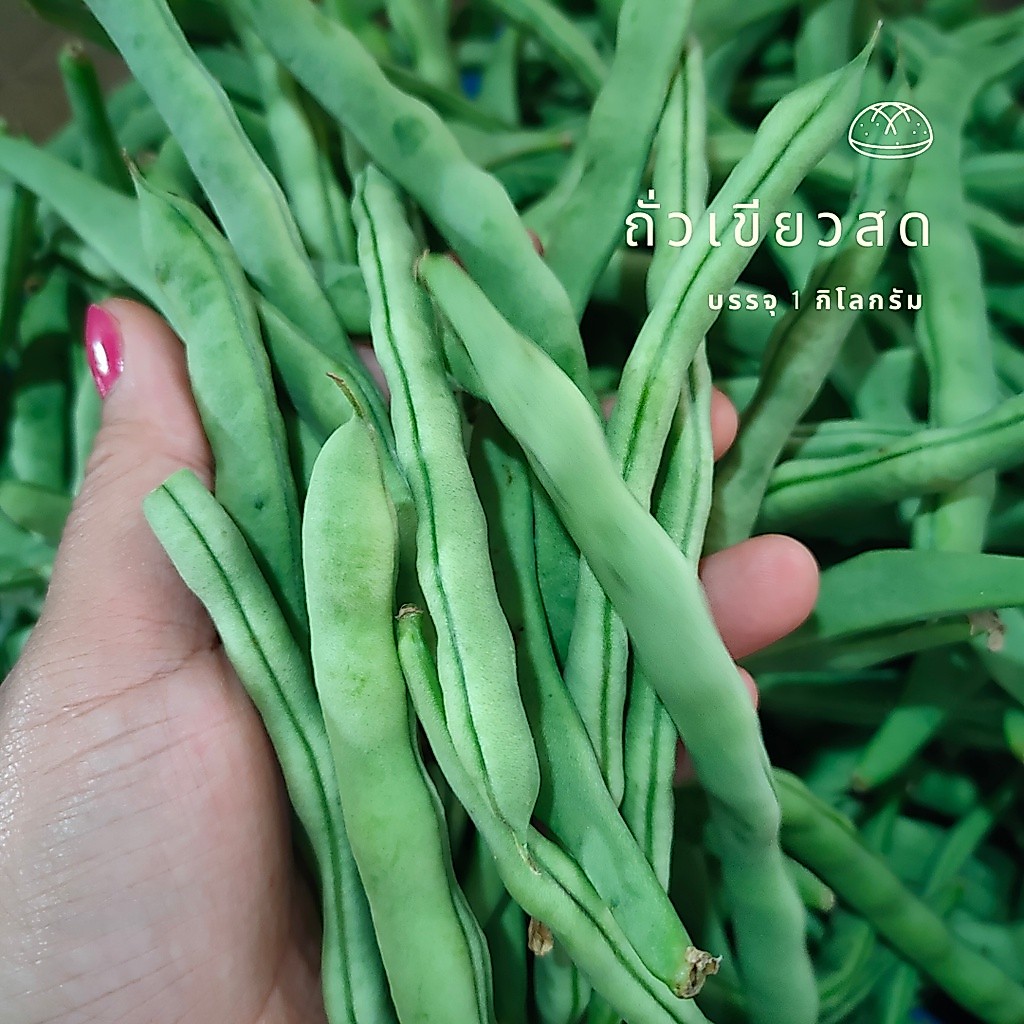 ถั่วเขียวสด ถั่วแขกสายพันธุ์จีน บรรจุ 1 กก. ผักสดๆ จากสวน รสชาติอร่อย เคี้ยวกรุบกรอบ ถั่วคนจีน ถั่วจีนยูนนาน