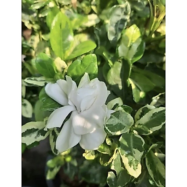 ต้นพุดซ้อนด่าง ดอกมีกลิ่นหอม พุดซ้อน 1️⃣แถม 1️⃣ ฟรี ถุง4นิ้ว Cape jasmineGardenia jasmineเลี้ยงทนแดดทนฝน นิยมปลูกประดับ