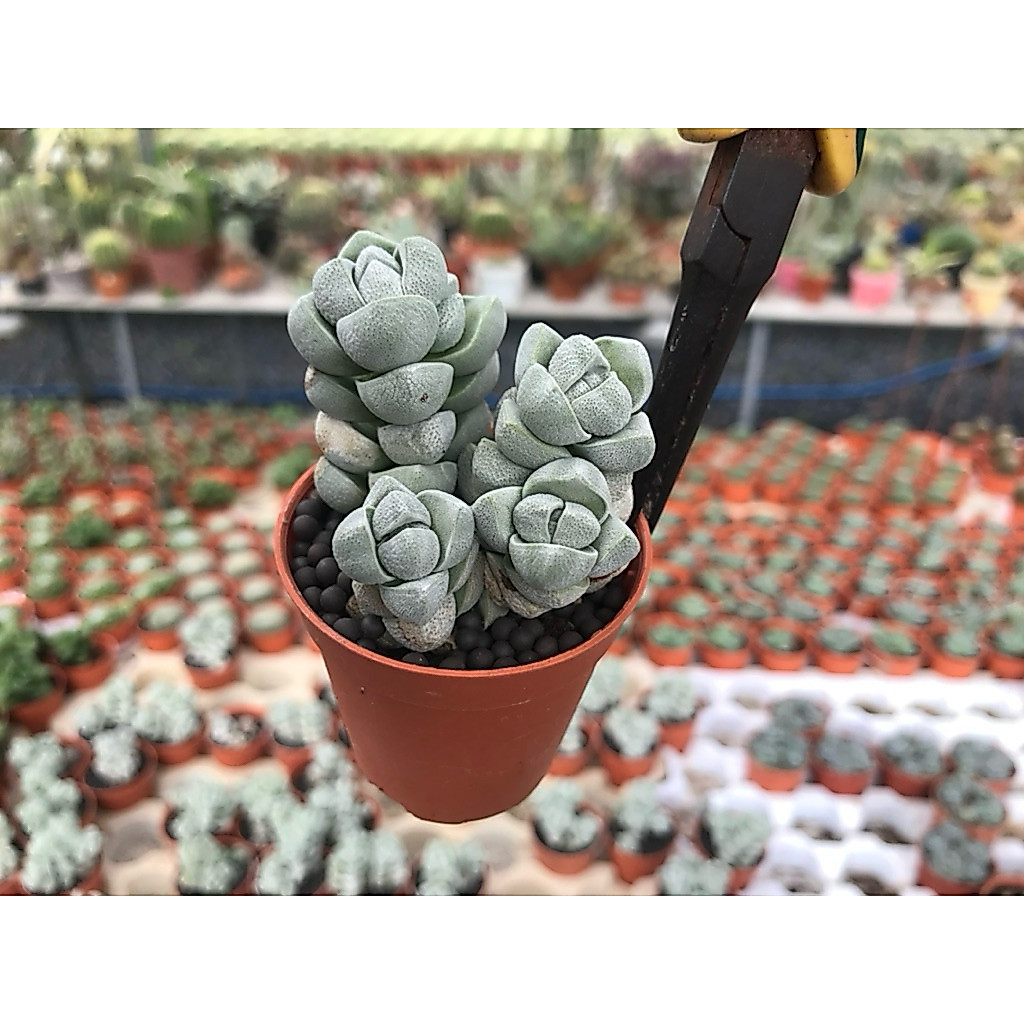 Crassula  deceptor หนอนเงิน