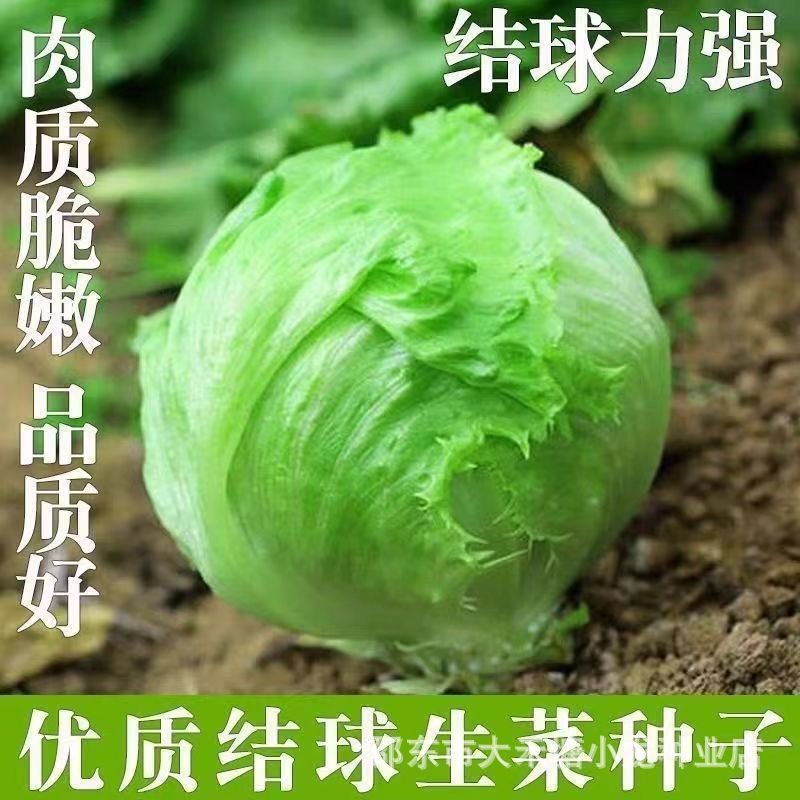 เมล็ดผักกาดหอมฤดูใบไม้ร่วง/Four Seasons Lettuce Knot Ball Lettuce Ball Spring Summer Ball Lettuce Ba