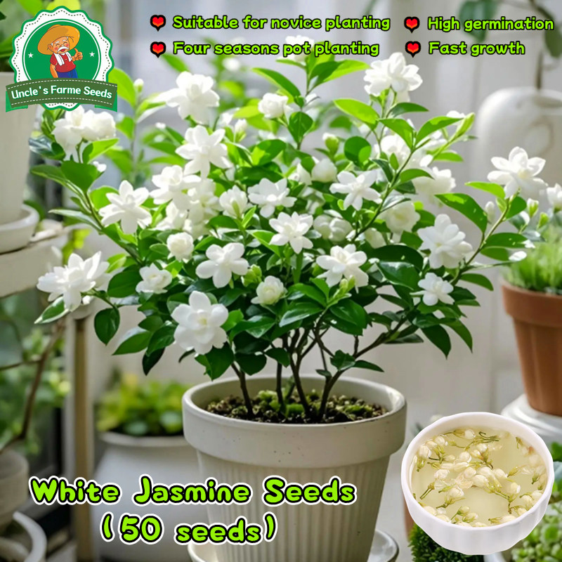 คุณภาพดี 50 เมล็ด เมล็ดพันธุ์ ดอกมะลิ Fragrant White Jasmine Seeds for Planting Flower Seeds ต้นไม้ฟอกอากาศ ต้นไม้มงคล