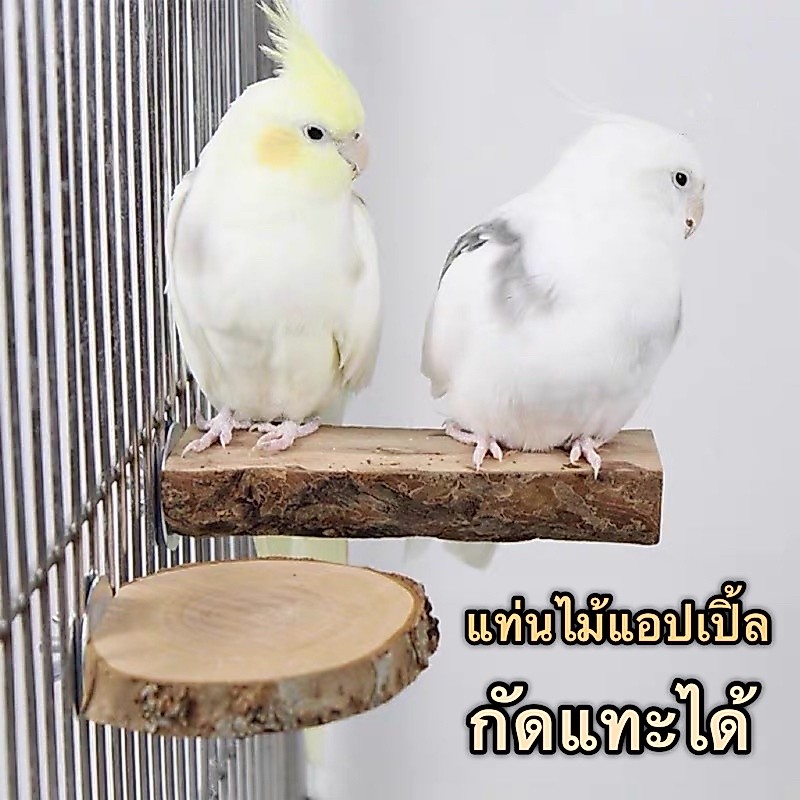 H-10 แท่นไม้ ขอนไม้แอปเปิ้ล ติดตั้งในกรง สำหรับนกแก้วยืน หนูแฮมสเตอร์ ชูการ์ไกรเดอร์ กระรอก ลิงมาโมเสท