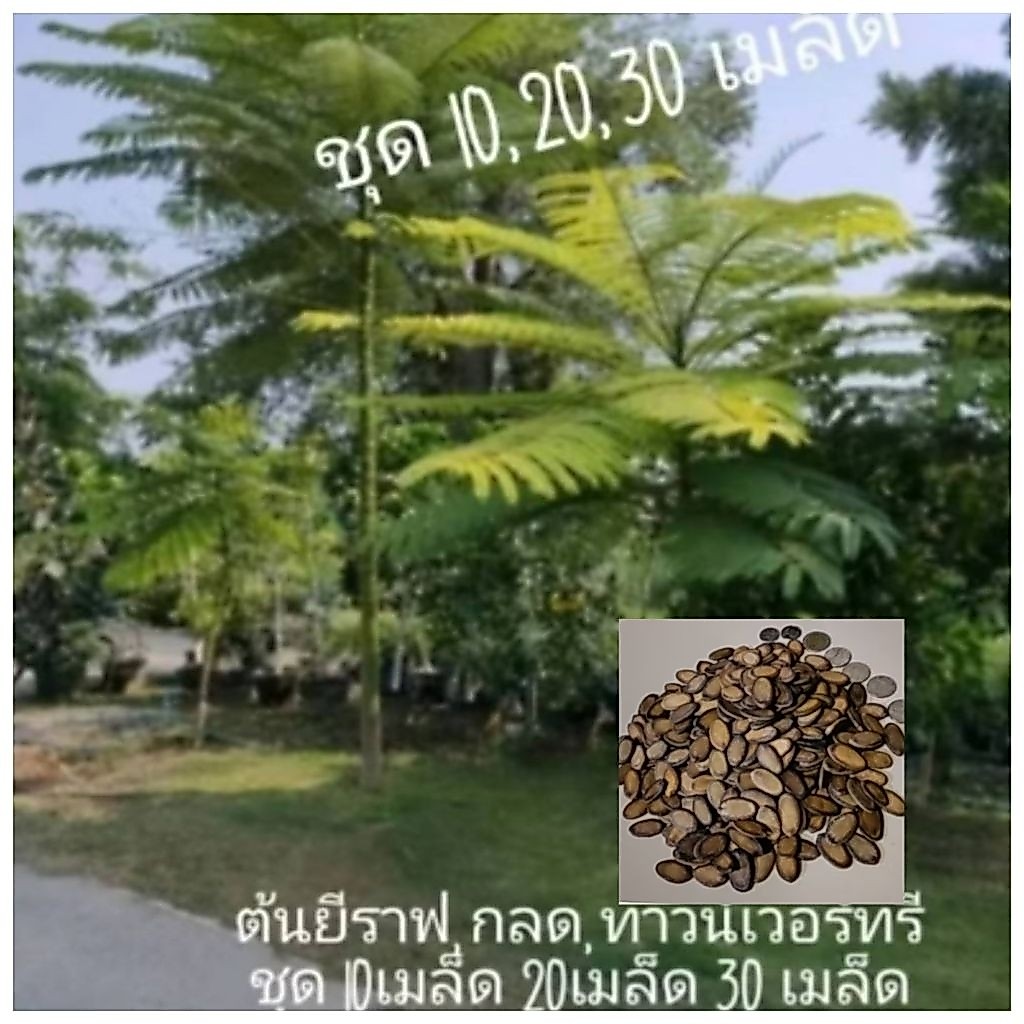 ยีราฟ/กลด/ทาวเวอร์ทรี