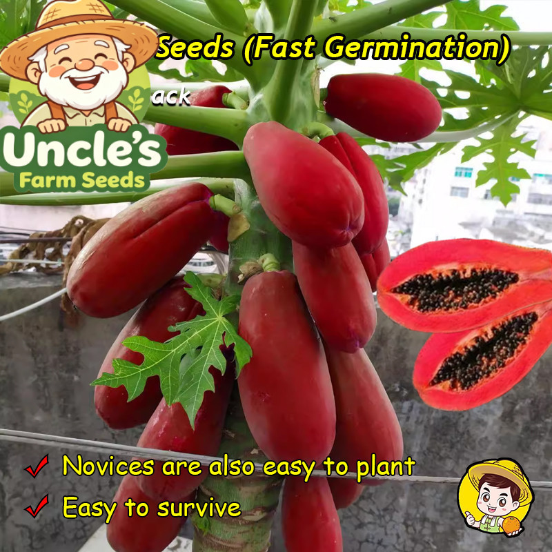 10เมล็ด/แพ็ค เมล็ดพันธ์มะละกอแขกนวลดำเนิน Dwarf Papaya Fruit Seeds Sweet Papaya Seeds for Planting T