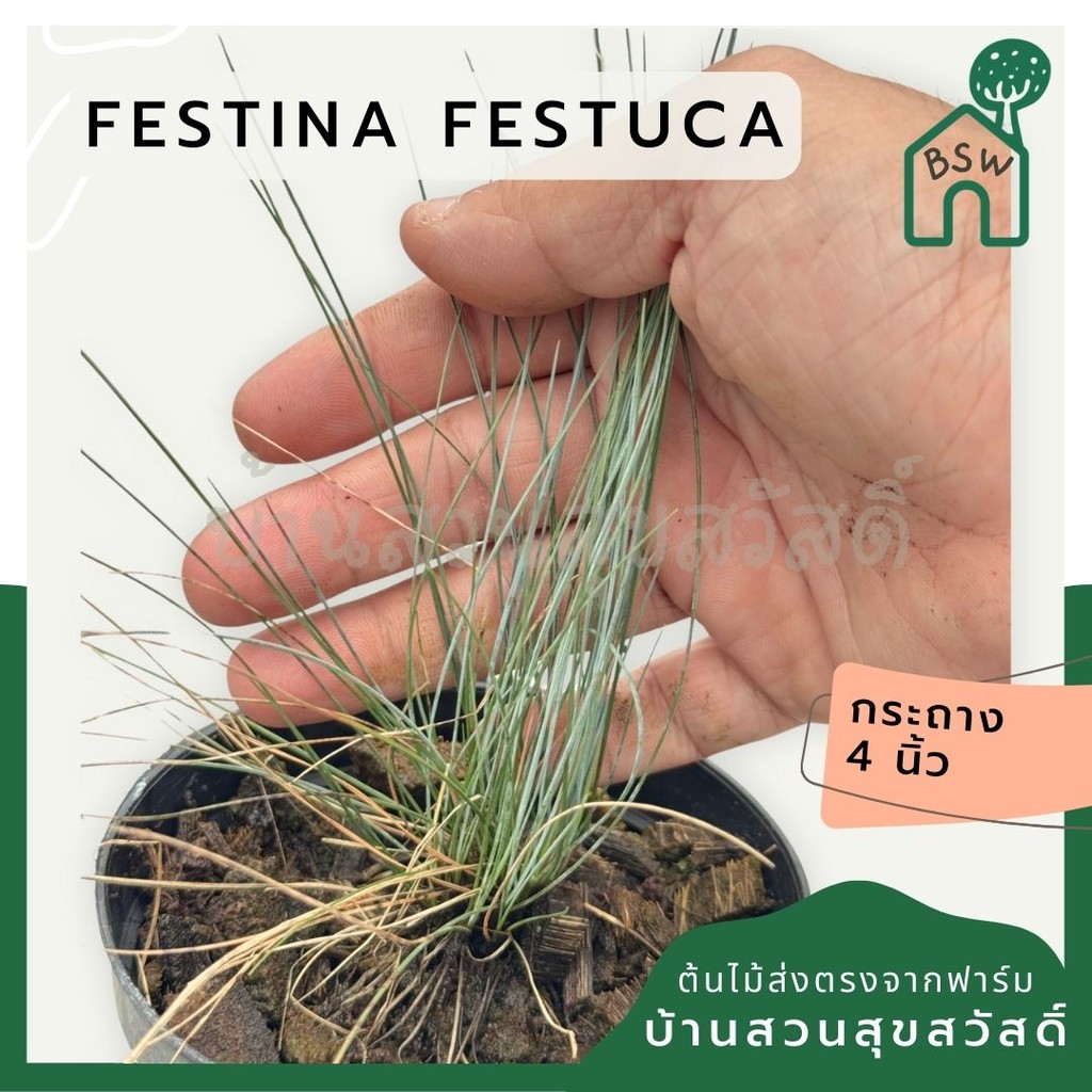 มุมมอง 6