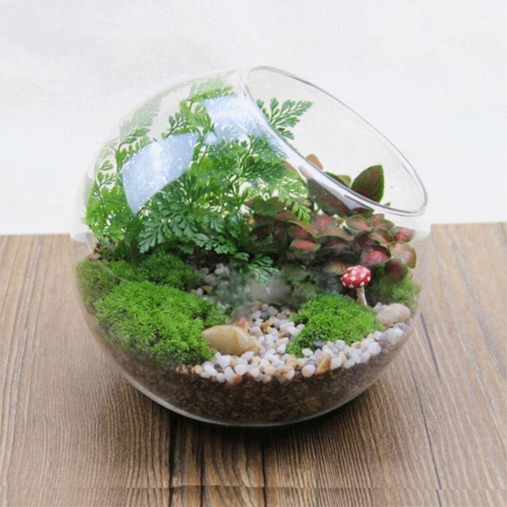 CHICA แจกันแก้วใส, แจกันแก้ว Borosilicate เฉียงโปร่งใส, กระถางดอกไม้ 8/10/12/16 ซม. แก้ว Borosilicate ใสพืช Terrarium สวน ราคา ถูกที่สุด ดีลบีเคเค แกลเลอรีภาพที่ 5