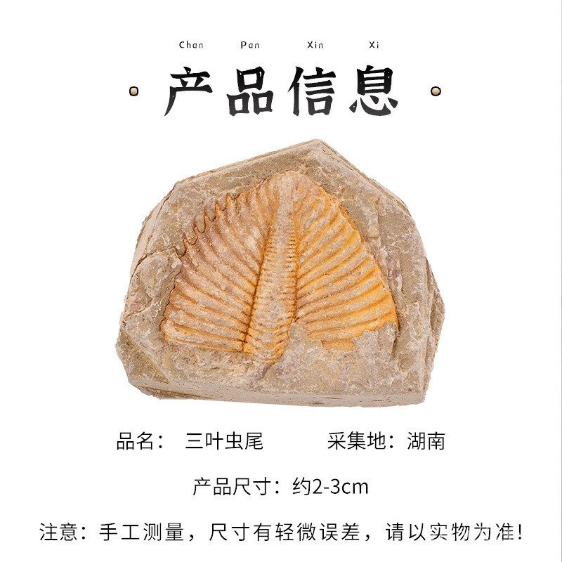 พืชฟันCloverแมลงขุดดินE18หางโบราณคดีOcean Fossilหมาป่าAmonite Fossilตัวอย่างธรรมชาติALEN