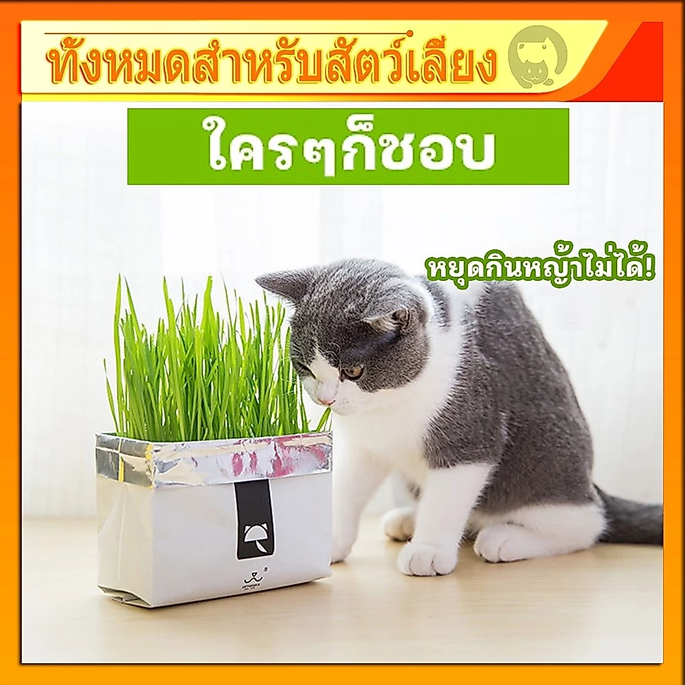 [มือใหม่ก็ปลูกได้ ] แบบถุงปลูกง่ายแค่เติมน้ำ ต้นอ่อนข้าวสาลี ออแกนิกส์ ต้นอ่อนข้าวสาลี หญ้าเเมว หญ้าเเมว สำหรับสัตว์เลี้